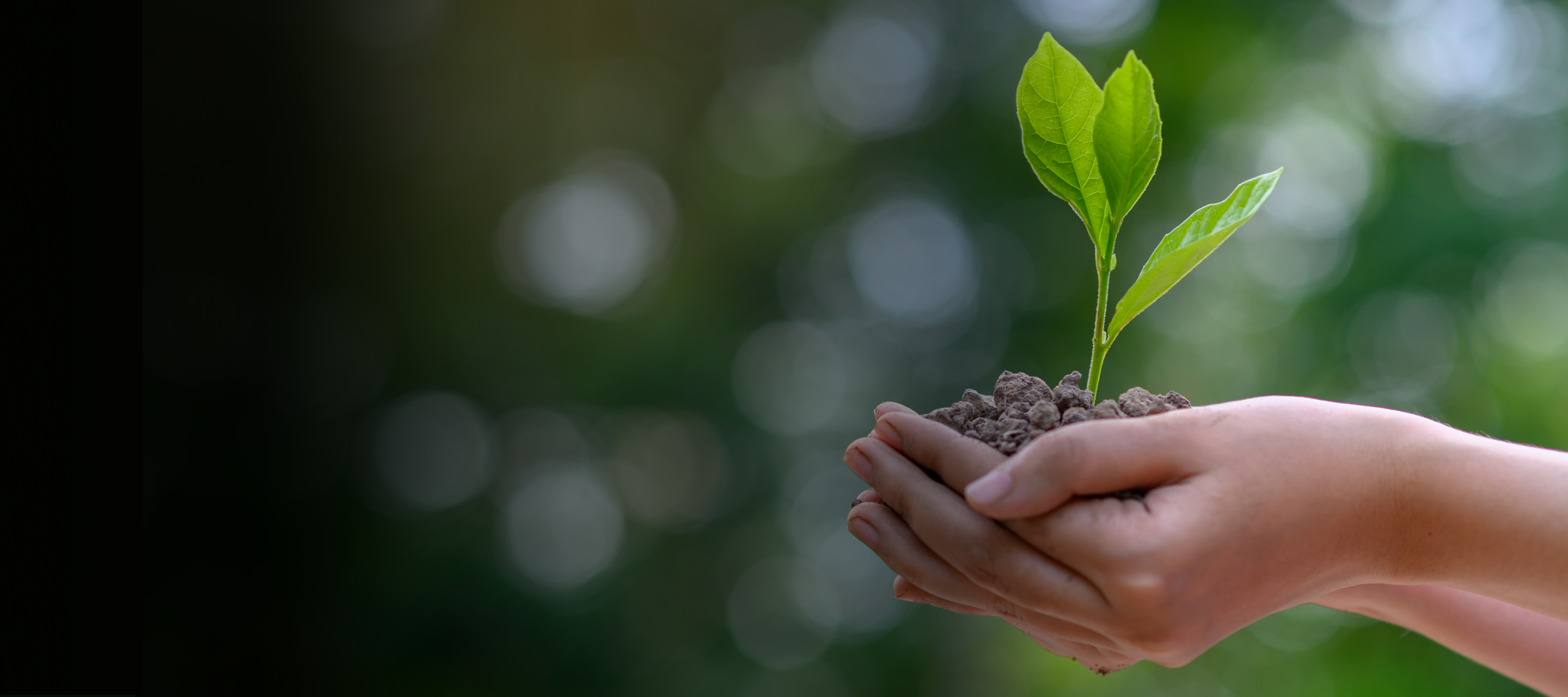 Hands gently holding a small green plant growing in soil, symbolizing growth and environmental care, with a blurred natural background.